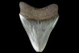 Serrated Fossil Megalodon Tooth #129984-1